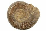 1 1/4" Polished Perisphinctes Ammonite Fossils - Madagascar - Photo 3